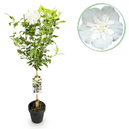 "Stammpflanze - Hibiscus syriacus White Chiffon® - Terrassenpflanze - Laubabwerfend - Winterhart - Weiße Blüte - Topf 19cm Höhe 90cm image"