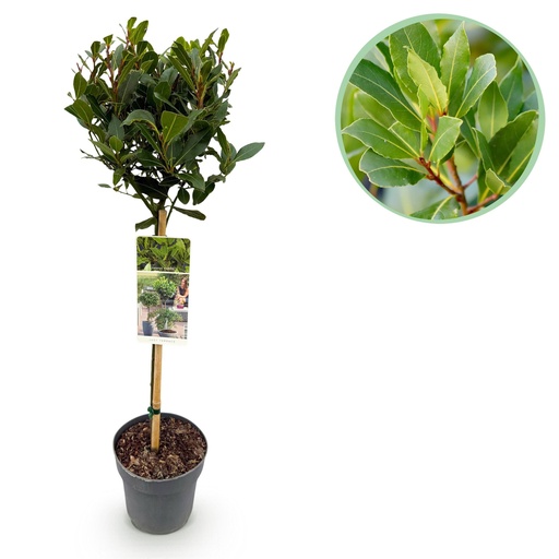 "Stamm Pflanze - Laurus nobilis - Terrassen Pflanze - Immergrün - Winterhart - Grünes Blatt - Topf 19cm Höhe 90cm image"
