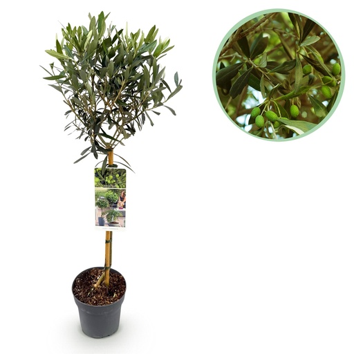 "Stamm Pflanze – Olea Europaea – Terrassen Pflanze – Immergrün – Winterhart – Olivenfarbenes Blatt – Topf 19 cm Höhe 90 cm image"