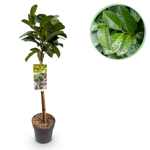 "Stamm Pflanze – Prunus laurocerasus Etna® – Terrassen Pflanze – Immergrün – Winterhart – Grünes Blatt – Topf 19 cm Höhe 90 cm image"