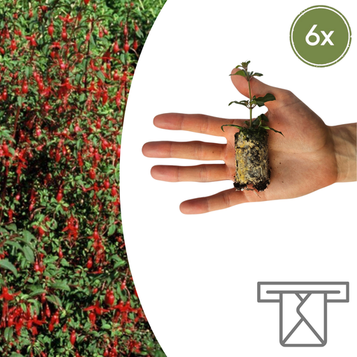 "Fuchsia – 6 Jungpflanzen | Züchten & Genießen Sie einen Farbenfrohen Garten image"