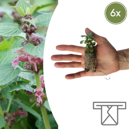 Lamium – 6 Jungpflanzen | Pflanzen & Genießen Sie eine Wunderschöne Bodendecker