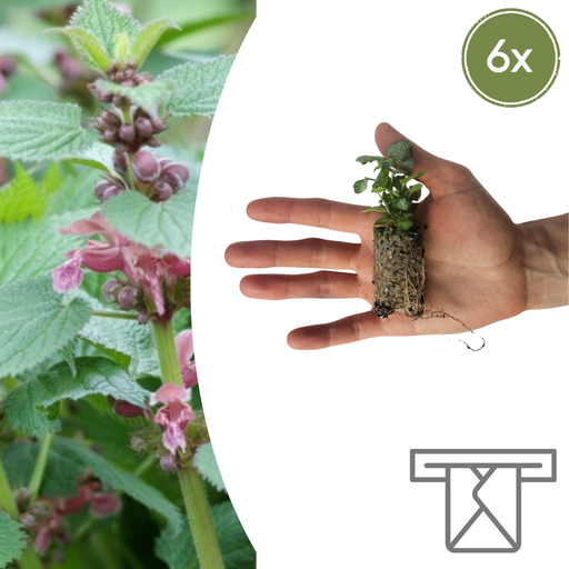 "Lamium – 6 Jungpflanzen | Pflanzen & Genießen Sie eine Wunderschöne Bodendecker image"