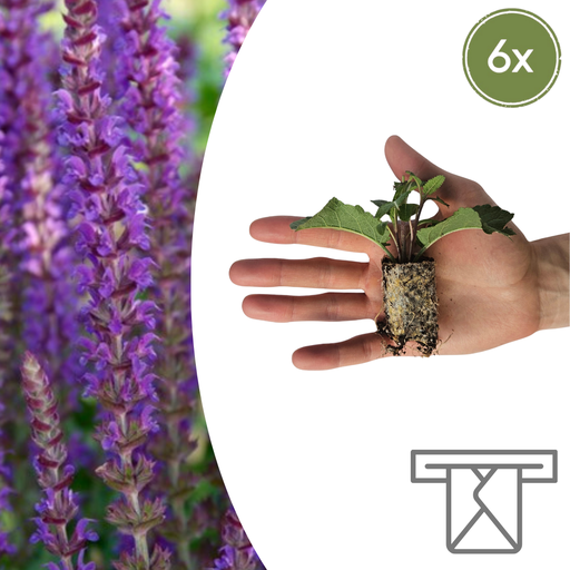 "Salvia – 6 Jungpflanzen | Pflanzen & Genießen Sie Schöne Salvia image"
