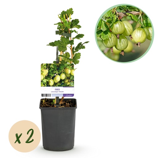"Obstpflanze - Stachelbeere - Ribes uva-crispa Invicta - Grune Beere - 2 Pflanzen - Topf 11cm Höhe 40cm image"