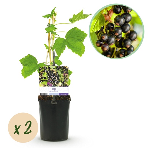 "Obstpflanze - Schwarze Johannisbeere - Ribes nigrum Titania - Schwarze Johannisbeere - 2 Pflanzen - Topf 11cm Höhe 40cm image"