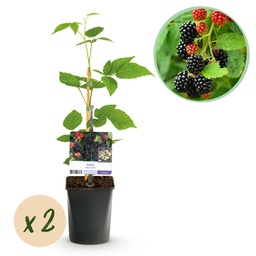 Apple tree (fruit plant) – hardy fruit tree, height approx. 11 cm