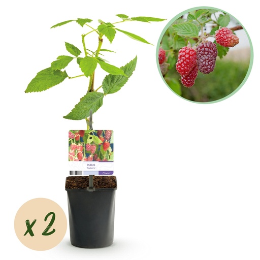 "Obstpflanze - Taybeere - Rubus Tayberry - Rote Frucht - 2 Pflanzen - Topf 11cm Höhe 40cm image"