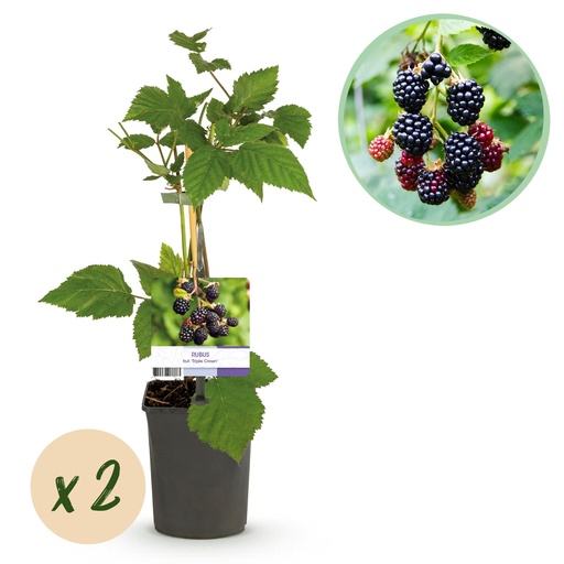 "Obstpflanze - Brombeere - Rubus fruticosus Triple Crown - Schwarze Brombeere - Dornenlos - 2 Pflanzen - Topf 11cm Höhe 40cm image"