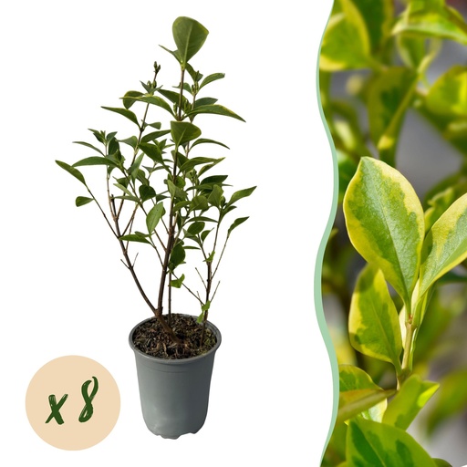 "8x Ligustrum ovalifolium Aureum - Buntblättriger Liguster - Heckenpflanzen - Immergrün - Bunt - Topf 9cm - Höhe 35-45cm image"