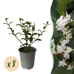 Frühlingsduftblüte (Osmanthus burkwoodii) – winterharter Zierstrauch, Höhe ca. 9