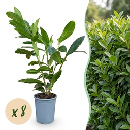 Kirschlorbeer 'Caucasica' 8er-Set (Prunus laurocerasus) – winterharter immergrün
