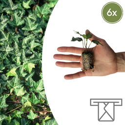 Hedera 'Green Ripple' – 6 Jungpflanzen | Pflanzen & Genießen Sie den Grünen Efeu