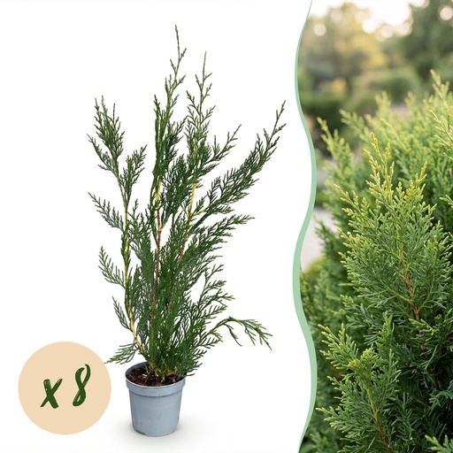 "Leyland-Zypresse 8er-Set (Cupressocyparis leylandii) – winterharte Heckenpflanze, Höhe ca. 9 cm image"