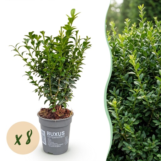 "Gewöhnlicher Buchsbaum 8er-Set (Buxus sempervirens) – winterharter immergrüner Strauch, Höhe ca. 9 cm image"