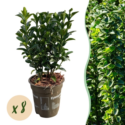 "8x Euonymus japonica Green Spire – Pfaffenhütchen – Heckenpflanzen – Immergrün – Grün – Topf 9cm – Höhe 20-25cm image"