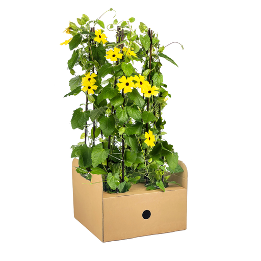 "4x Thunbergia alata Sunny Susy Gelb Ø13 cm - ↕60 cm image"