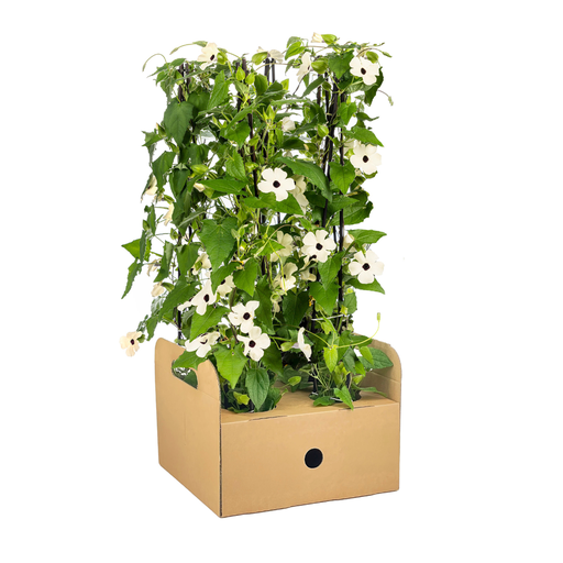 "4x Thunbergia alata Sunny Susy Weiß Ø13 cm - ↕60 cm image"
