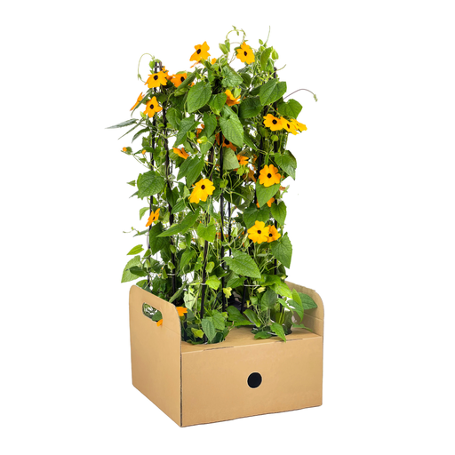 "4x Thunbergia alata Sunny Susy New Orange Ø13 cm - ↕60 cm image"