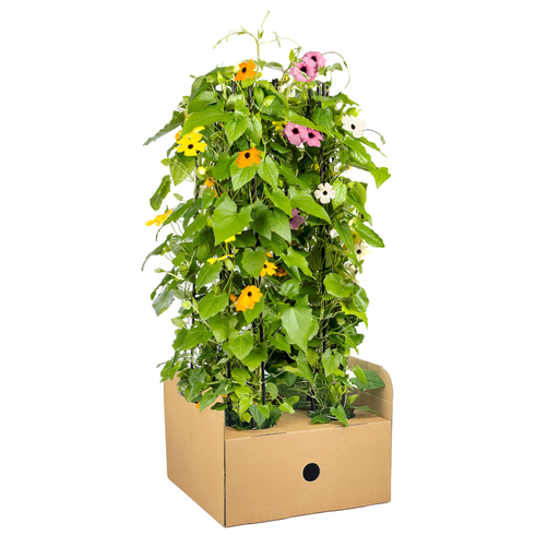 "4x Thunbergia alata Sunny Susy Mix Ø13 cm - ↕60 cm image"