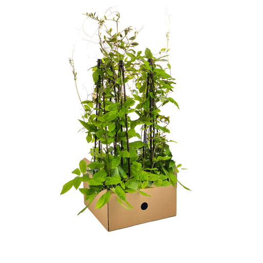 "4x Cobea scandens Violet Blue Ø13 cm - ↕60 cm image"