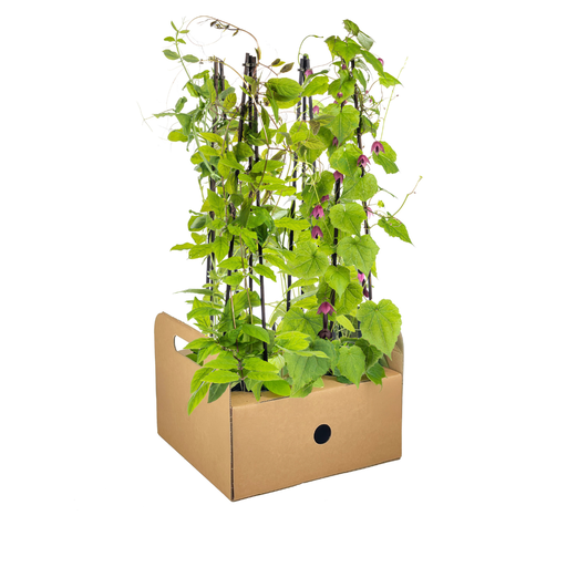 "4x Mix aus Kletterpflanzen: Rhodochiton, Cobea, Lathyrus & Ipomoea Ø13 cm - ↕60 cm image"