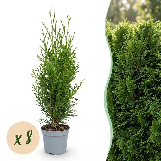 "Smaragd-Lebensbaum 8er-Set (Thuja occidentalis) – winterhartes Nadelgehölz, Höhe ca. 9 cm image"