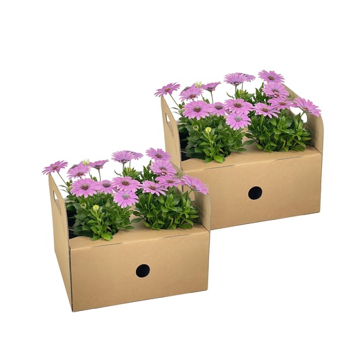 "8x Osteospermum ecklonis Rosa Ø12 cm - ↕20 cm image"