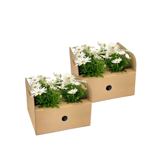 "8x Osteospermum ecklonis Weiß Ø12 cm - ↕20 cm image"