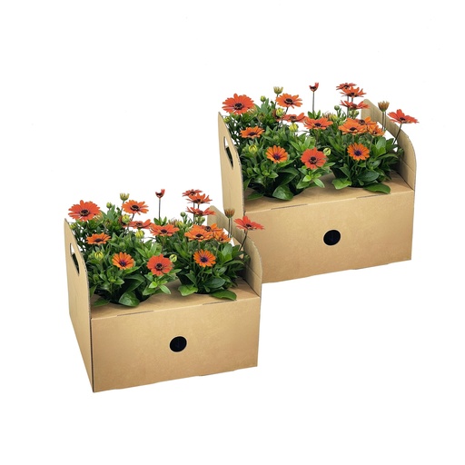 "8x Osteospermum ecklonis Orange Ø12 cm - ↕20 cm image"