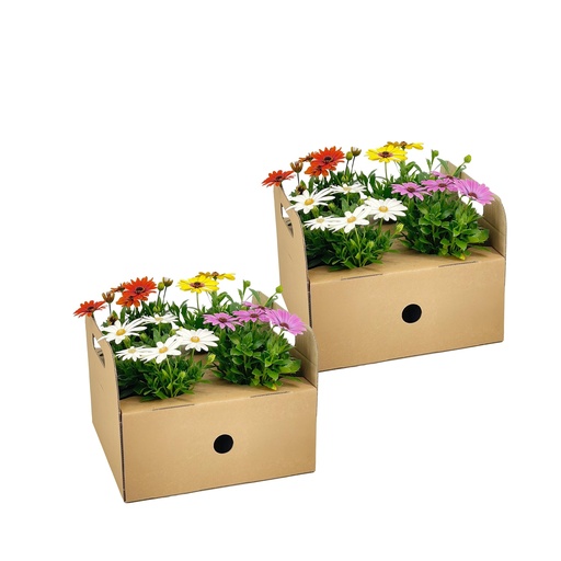 "8x Osteospermum ecklonis Mischung Ø12 cm - ↕20 cm image"