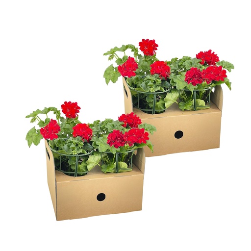 "8x Pelargonium peltatum Rot Ø12 cm - ↕20 cm image"