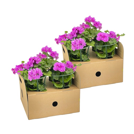 "8x Pelargonium peltatum Violett Ø12 cm - ↕20 cm image"