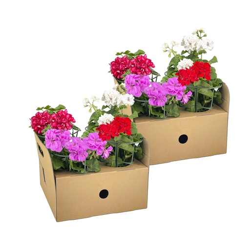 "8x Pelargonium peltatum Mix Ø12 cm - ↕20 cm image"