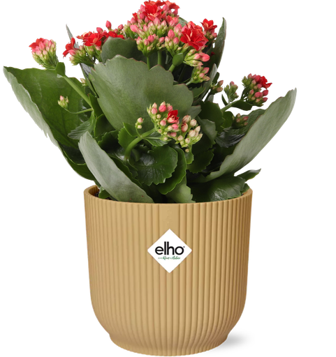 "Kalanchoe Rosalina Don Justino Rood + ELHO Vibes Fold 14cm geel image"