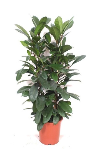 "Afrikanischer Feigenbaum (Ficus cyathistipula) – pflegeleichte Zimmerpflanze, Höhe ca. 180 cm image"