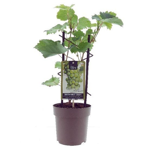 "PROMO - Vitis Muskaat de Alexandrie -Ø15cm - ↕40cm image"