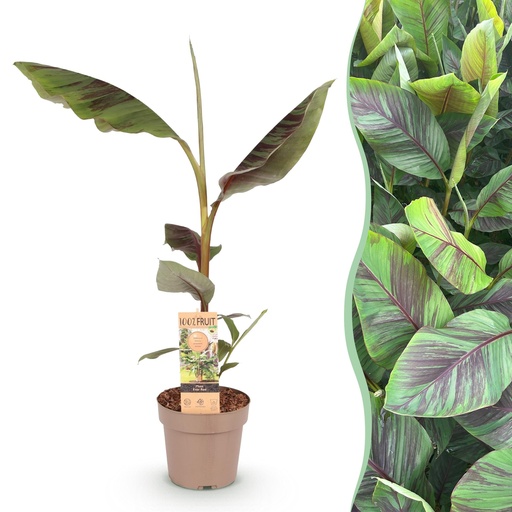 "Fruchtpflanze - Musa Ever Red - Bananenbaum - Winterhart - Grün-Rot - 1 Pflanze - Topf 21cm - Höhe 70-90cm image"