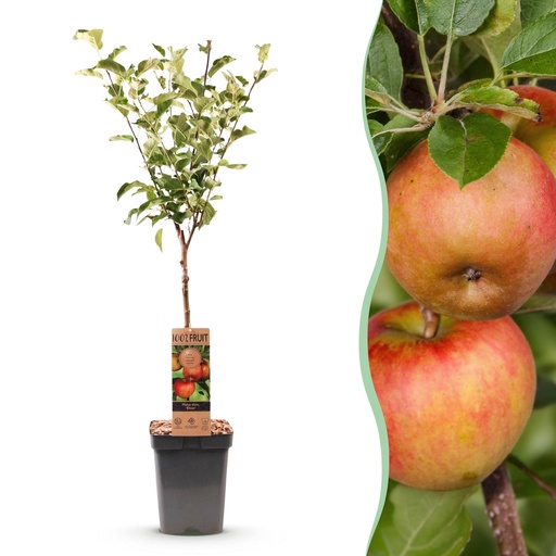 "Obstbaum - Malus domestica Elstar - Apfelbaum - Winterhart - Rot-Grüner Apfel - 1 Pflanze - Topf 21cm - Höhe 90cm image"