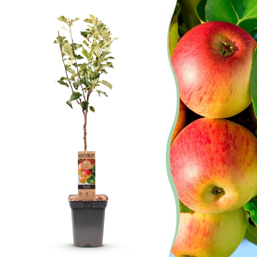 "Obstbaum - Malus domestica Jonagold - Apfelbaum - Winterhart - Gelb-Grüner Apfel - 1 Pflanze - Topf 21cm - Höhe 90cm image"