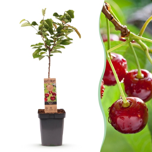 "Obstbaum - Prunus avium Regina - Kirschbaum - Winterhart - Dunkelrote Beere - 1 Pflanze - Topf 21cm - Höhe 90cm image"