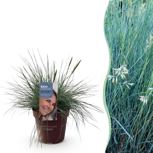 "Blauschwingel (Festuca glauca) – winterhartes Ziergras, Höhe ca. 17 cm image"