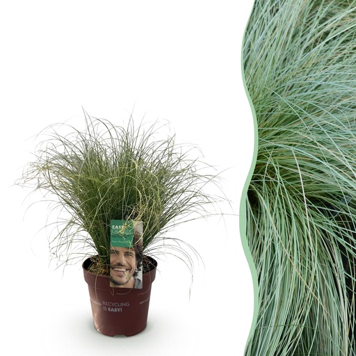 "Ziergräser - Carex comans Frosted Curls - Grün - 1 Pflanze - Immergrün - Winterhart - Topf 17cm Höhe 50cm image"