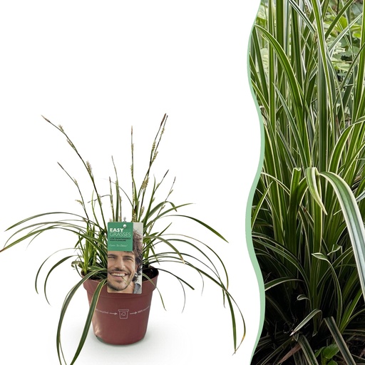 "Japan-Segge (Carex morrowii) – winterhartes Ziergras, Höhe ca. 17 cm image"