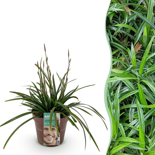 "Japan-Segge (Carex morrowii) – winterhartes Ziergras, Höhe ca. 17 cm image"