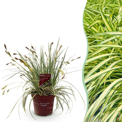 "Goldsegge (Carex oshimensis) – winterhartes Ziergras, Höhe ca. 17 cm image"