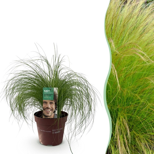 "Ziergräser - Stipa tenuifolia Pony Tails - Grün - 1 Pflanze - Immergrün - Winterhart - Topf 17cm Höhe 50cm image"