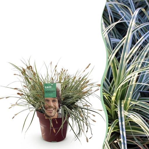 "Japan-Gold-Segge (Carex oshimensis) – winterhartes Ziergras, Höhe ca. 17 cm image"