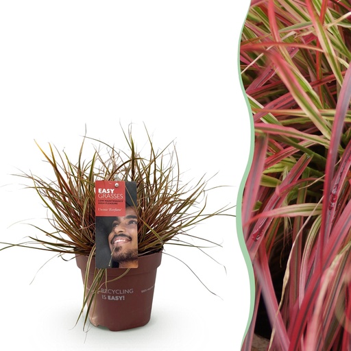 "Mahagonigras (Uncinia rubra) – winterhartes Ziergras, Höhe ca. 17 cm image"