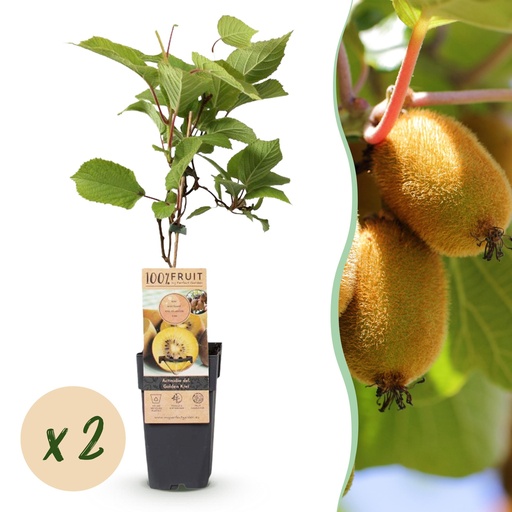 "Obst Pflanze - Actinidia deliciosa Golden Kiwi - Kiwi Pflanze - Weiblich - Gelbe Frucht - 2 Pflanzen - Topf 15cm - Höhe 50cm image"